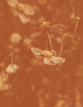  Karin Hackl Photos Still Life Photography