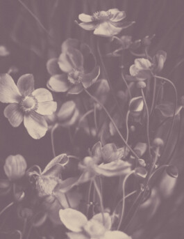  Karin Hackl Photos Still Life Photography