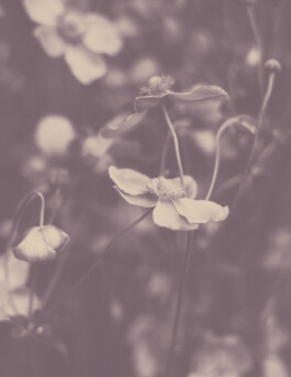  Karin Hackl Photos Still Life Photography