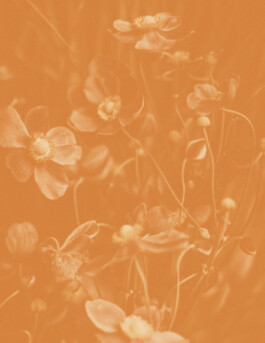  Karin Hackl Photos Still Life Photography