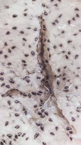  Karin Hackl Photos Concept Muschi Hommage