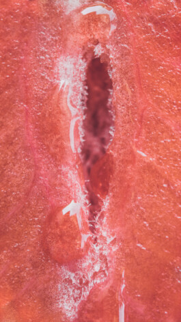  Karin Hackl Photos Concept Muschi Hommage