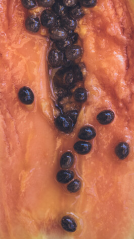  Karin Hackl Photos Concept Muschi Hommage