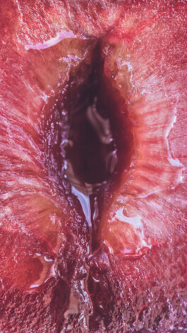  Karin Hackl Photos Concept Muschi Hommage