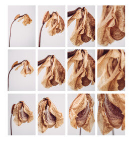  Karin Hackl Photos Still Life Photography