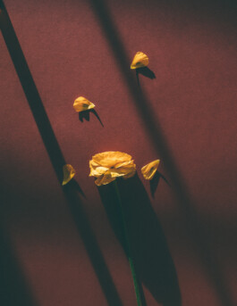  Karin Hackl Photos Still Life Photography Ranunkel