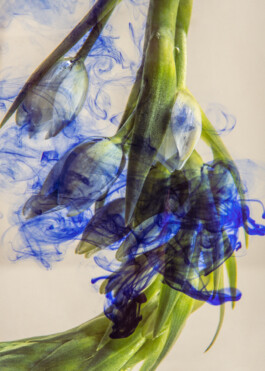  Karin Hackl Photos Fotos Ink Flowers Concept Still life