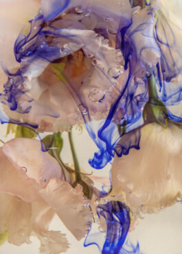  Karin Hackl Photos Fotos Ink Flowers Concept Still life