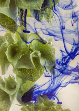  Karin Hackl Photos Fotos Ink Flowers Concept Still life