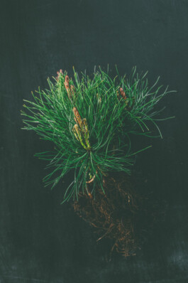  Karin Hackl Photos Still Life Photography Produkt Docu Looops Kerzen Manufaktur